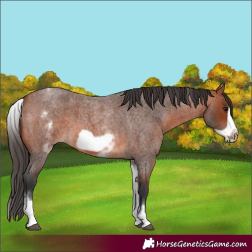 Horse Color:Unknown 