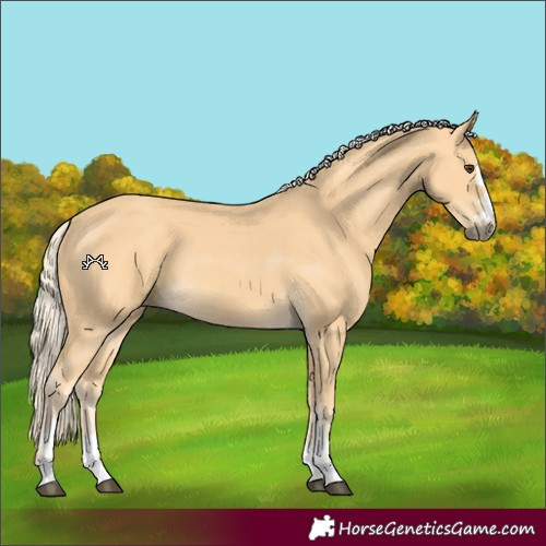 Horse Color:Palomino 