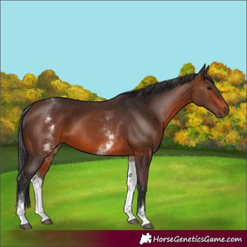 Horse Color:White Spotted Brown