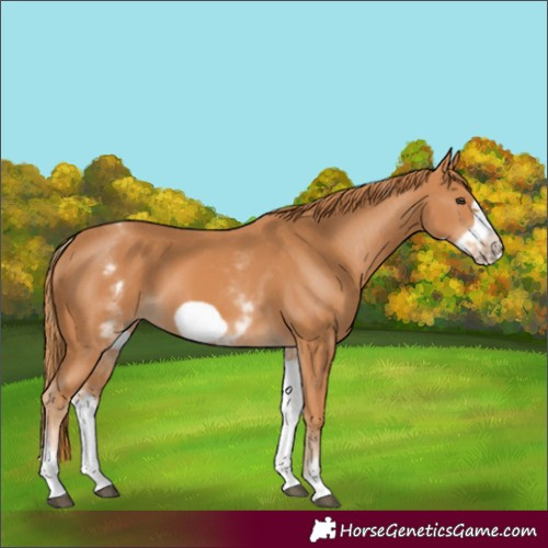 Horse Color:White Spotted Chestnut Frame