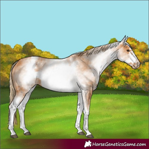 Horse Color:White Spotted Chestnut Frame 