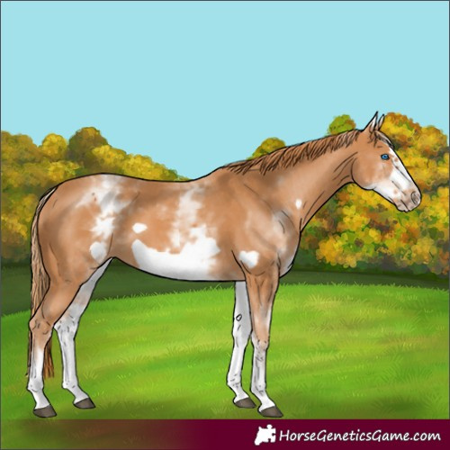 Horse Color:White Spotted Chestnut Frame 