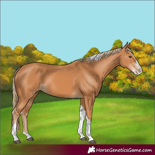 Horse Color:Chestnut Splash Tobiano 