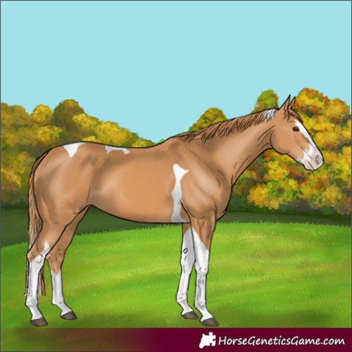 Horse Color:Chestnut Splash Tobiano