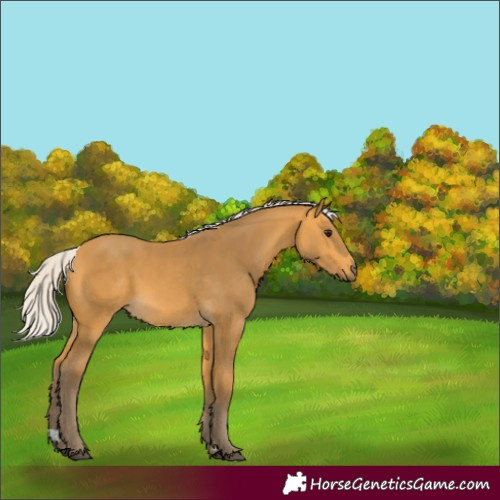 Horse Color:Silver Buckskin