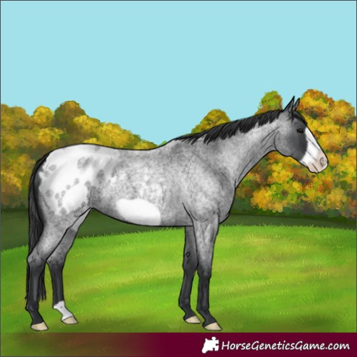 Horse Color:Blue Roan Frame Appaloosa 