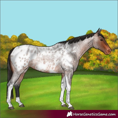 Horse Color:Brown Roan Tobiano Appaloosa Rabicano