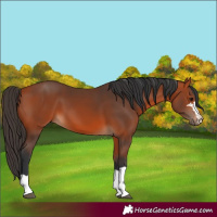 Horse Color:Bay 