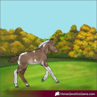 Horse Color:Liver Red Dun Tobiano Rabicano 
