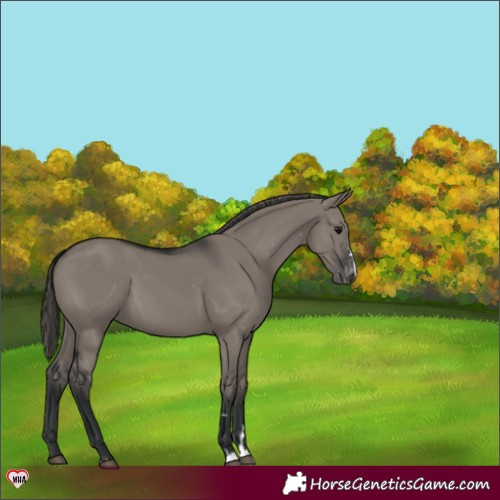 Horse Color:Grullo Appaloosa 