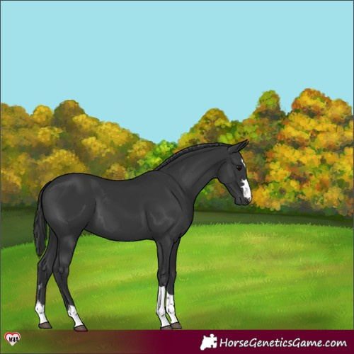Horse Color:Black 