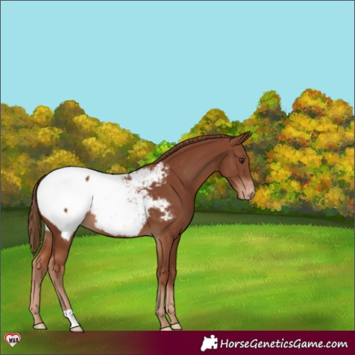 Horse Color:Chestnut Appaloosa 