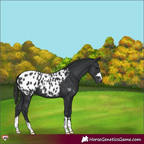 Horse Color:Black Appaloosa 