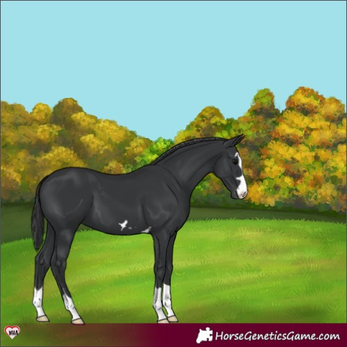 Horse Color:Black Varnish 