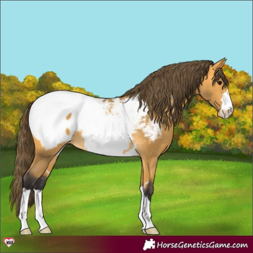 Horse Color:Buckskin Snowcap 