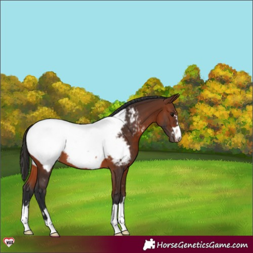 Horse Color:Brown Appaloosa 