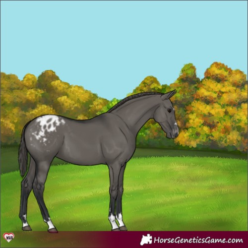 Horse Color:Grullo Varnish 