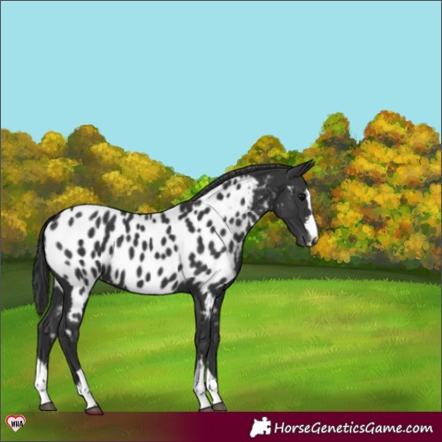 Horse Color:Black Appaloosa 