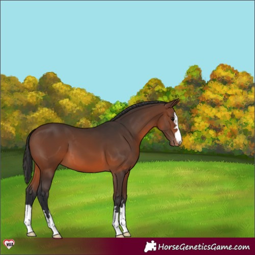 Horse Color:Brown Appaloosa 