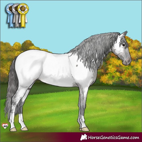 Horse Color:Grullo Appaloosa 