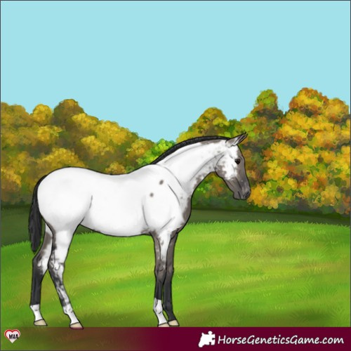 Horse Color:Grullo Appaloosa 