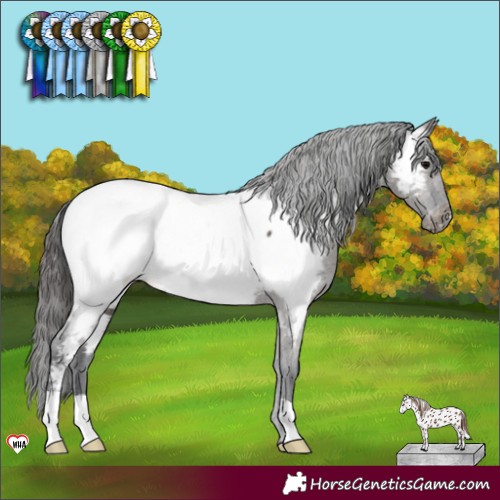 Horse Color:Grullo Appaloosa 