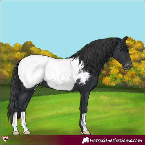 Horse Color:Black Snowcap 
