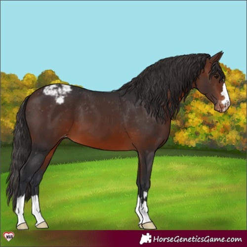 Horse Color:Brown Appaloosa