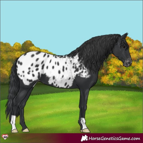 Horse Color:Black Appaloosa 