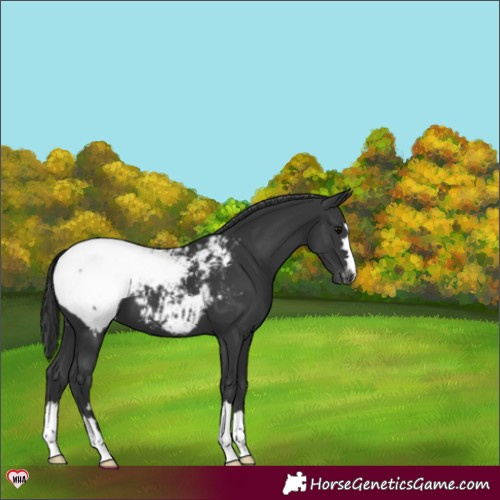 Horse Color:Black Appaloosa 