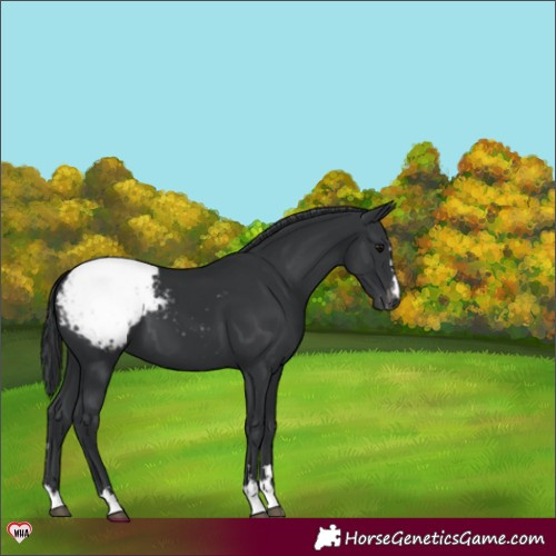 Horse Color:Black Appaloosa 