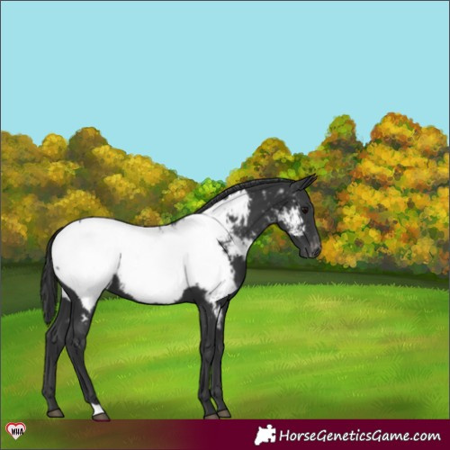 Horse Color:Black Appaloosa 