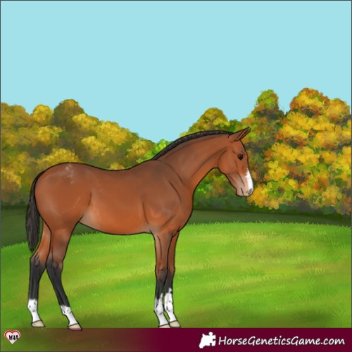 Horse Color:Bay Appaloosa 