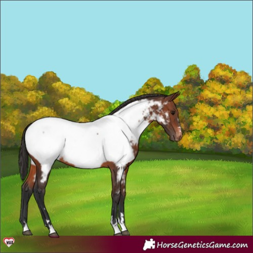 Horse Color:Brown Appaloosa 