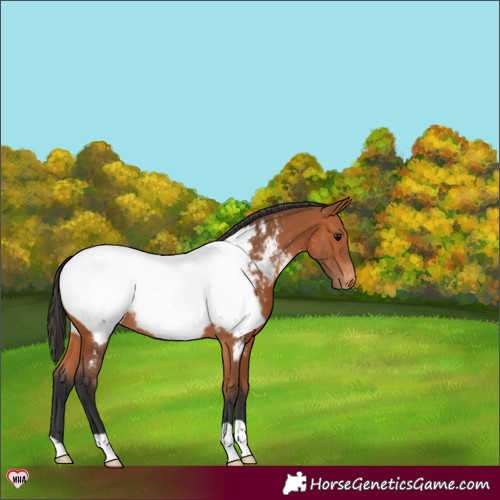 Horse Color:Bay Appaloosa 