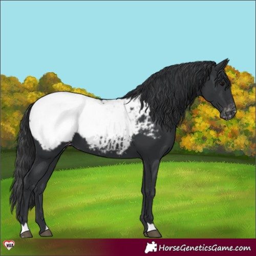 Horse Color:Black Snowcap 