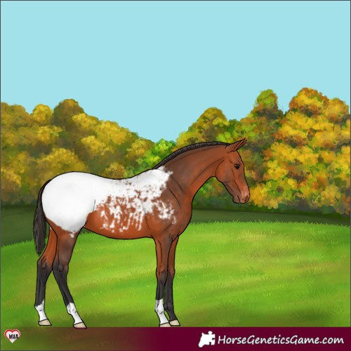 Horse Color:Bay Appaloosa 