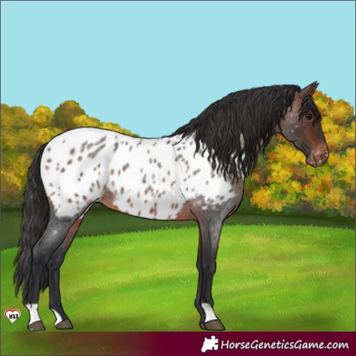 Horse Color:Brown Roan Near Leopard 