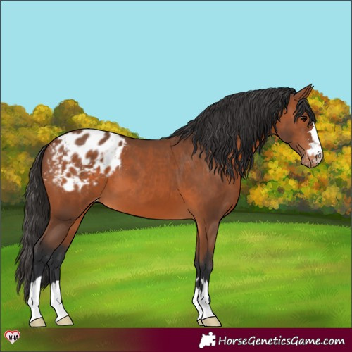 Horse Color:Bay Blanket 