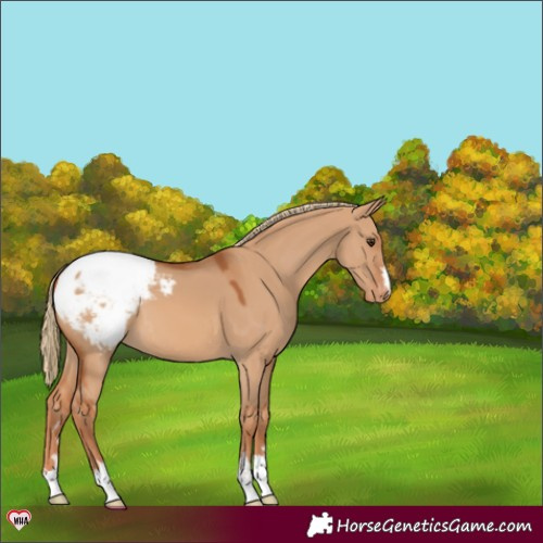 Horse Color:Red Dun Appaloosa 