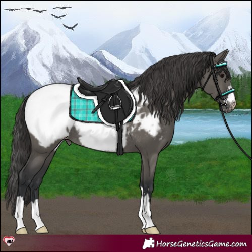 Horse Color:Grullo Snowcap Rabicano 
