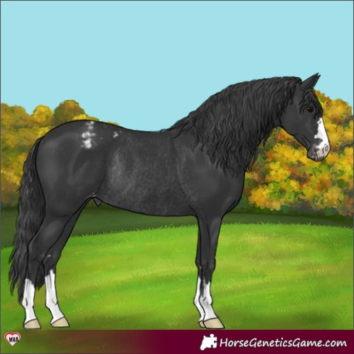 Horse Color:Black Appaloosa Rabicano 