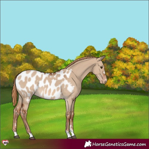 Horse Color:Red Dun Appaloosa 