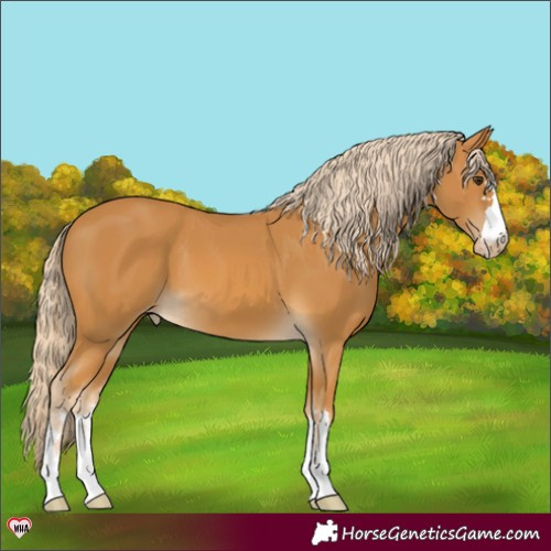 Horse Color:Palomino Appaloosa 