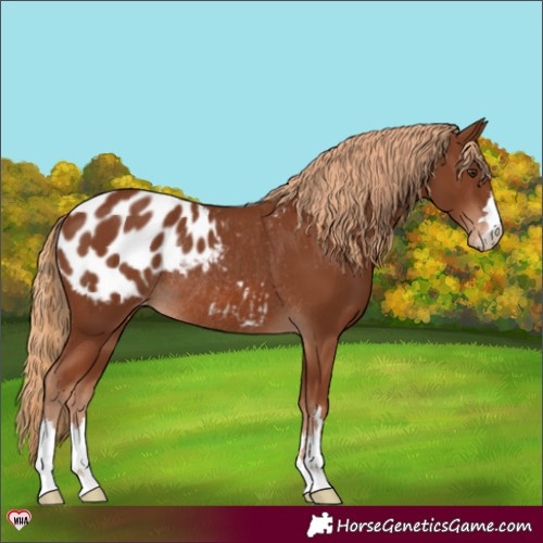 Horse Color:Chestnut Blanket Rabicano 