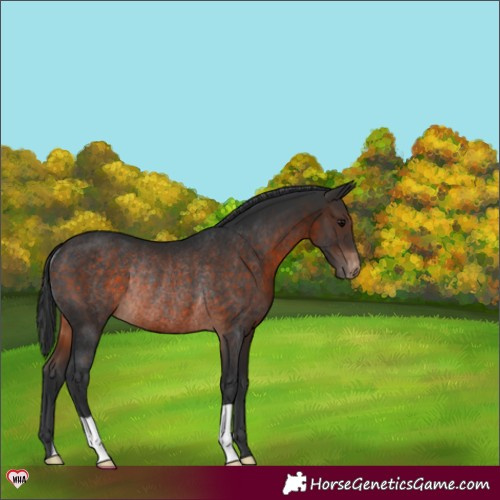 Horse Color:Brown Appaloosa Rabicano 