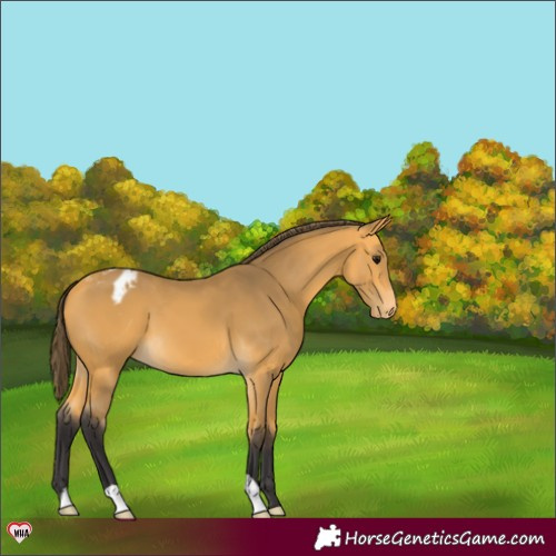 Horse Color:Buckskin Appaloosa 