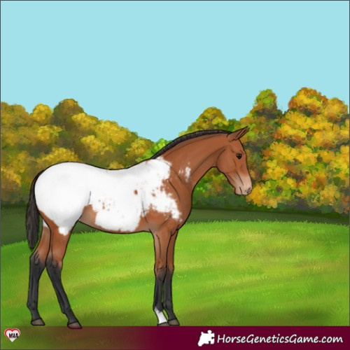 Horse Color:Bay Snowcap 