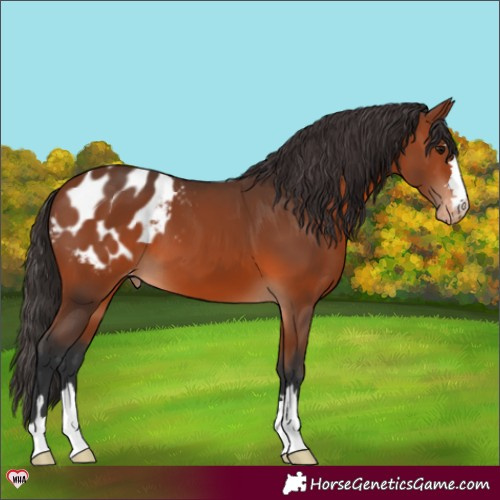 Horse Color:Bay Appaloosa 