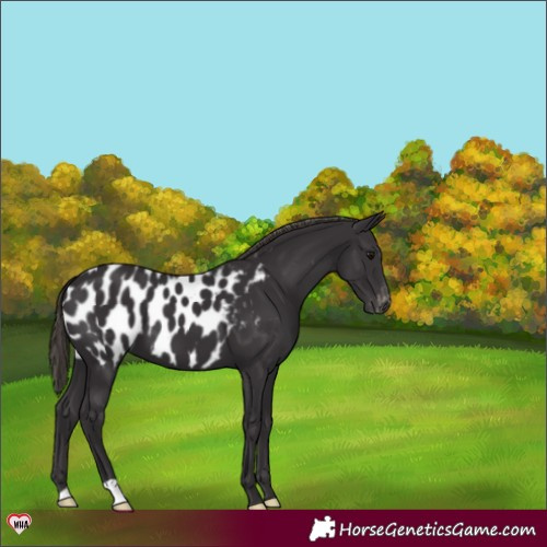 Horse Color:Smoky Black Appaloosa 